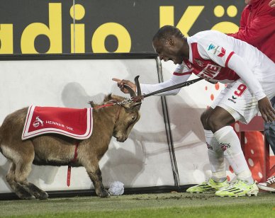 Hennes VIII maskotka FC Köln